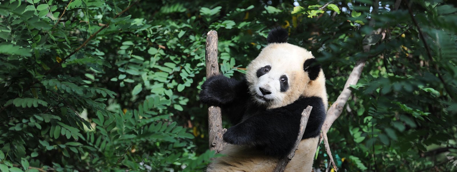 panda