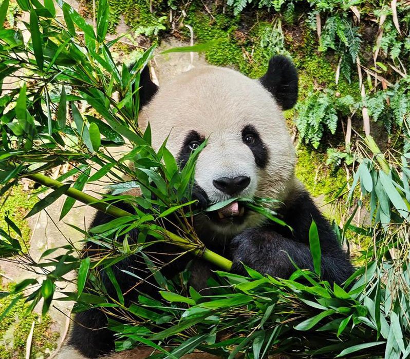 chengdu panda