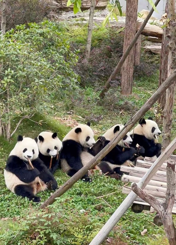 chengdu panda base