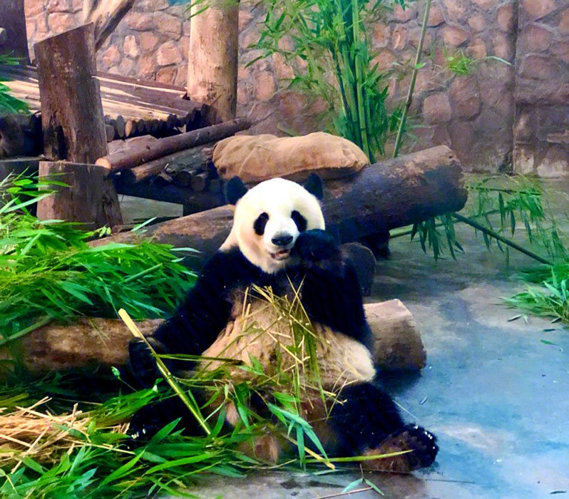 giant pandas eat bamboo
