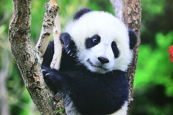 panda-2 panda-2