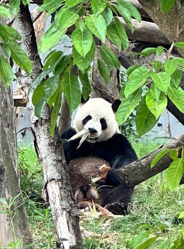 panda-1 panda-1
