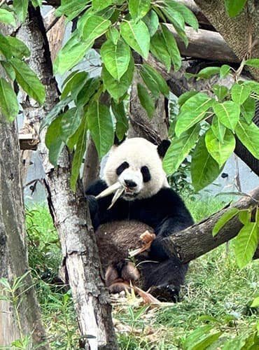 a panda is eating bamboo