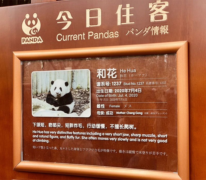 panda details