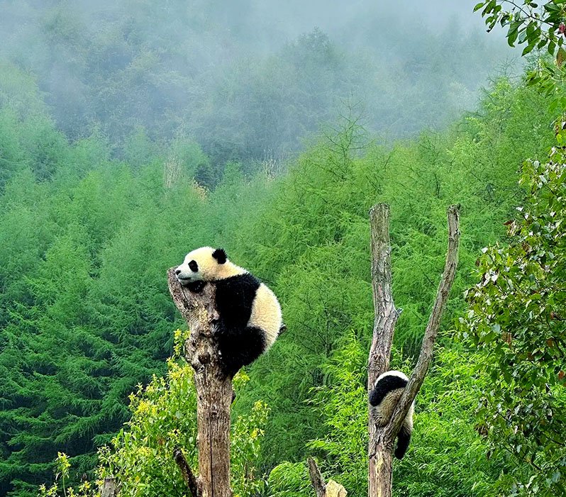 panda